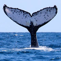 baleines-tunisie